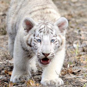 котёнок бенгальского тигра
